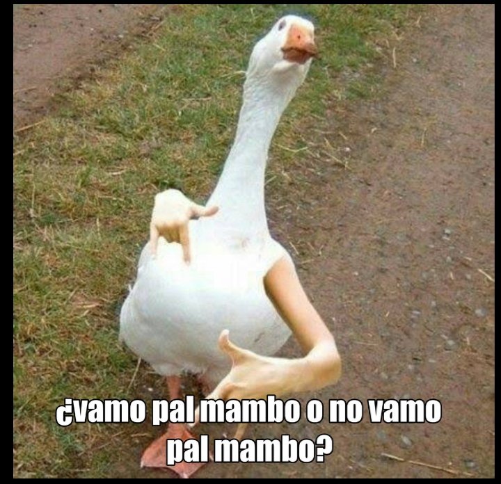 Cuando me estoy depilando y se me para el ganso 
El ganso