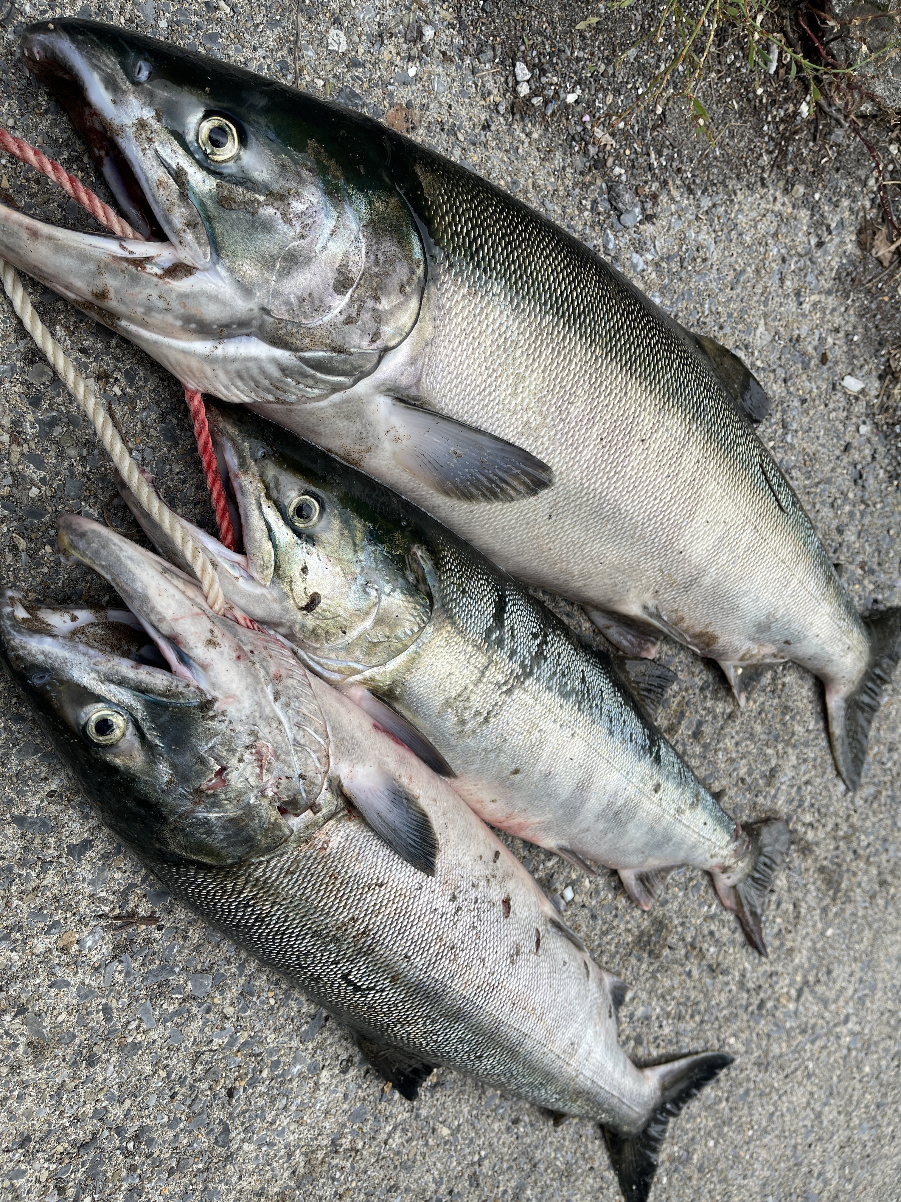 鮭釣り Twitter Search Twitter