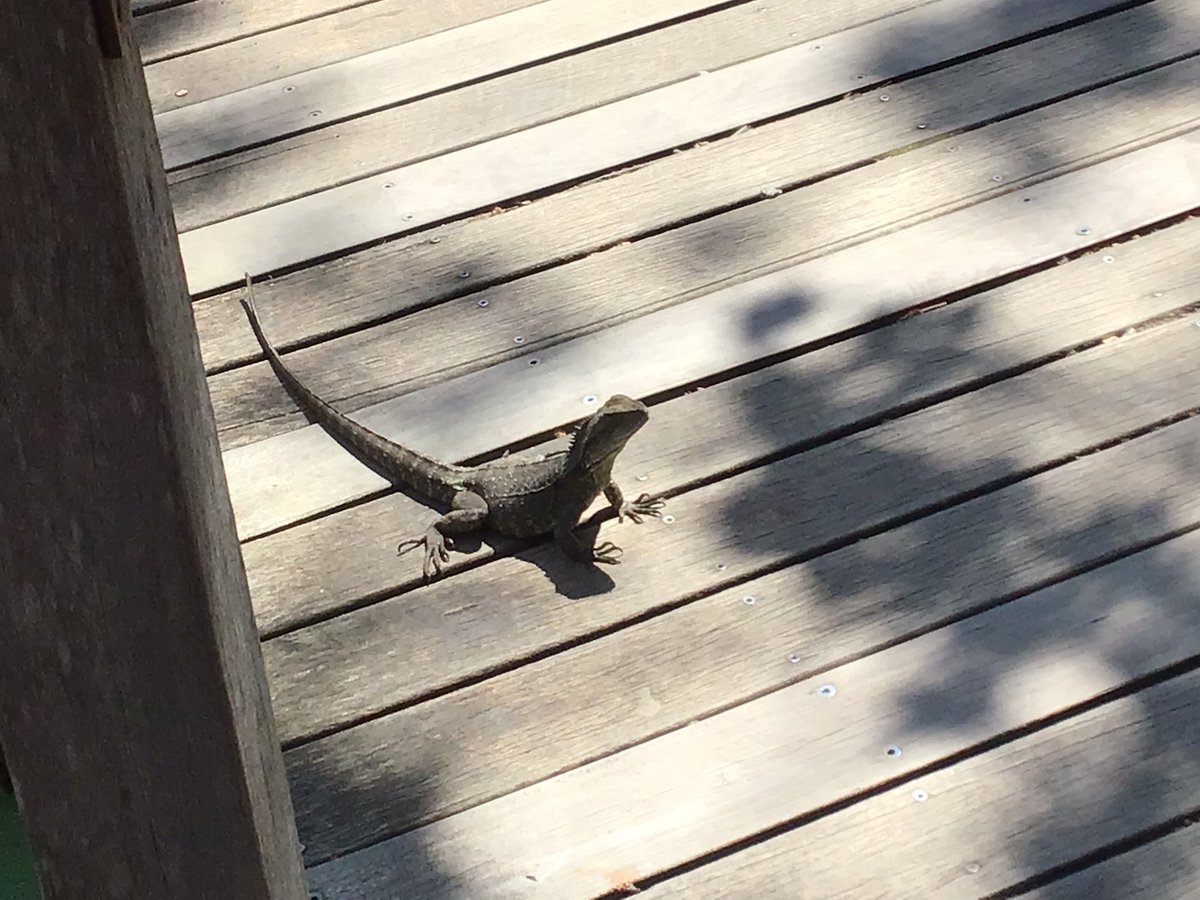 GarveyMrs's tweet photo. We just saw a lizard cross our path #feelinglucky @ZoosVictoria @stpeterssws https://t.co/l3tBiJdMnk