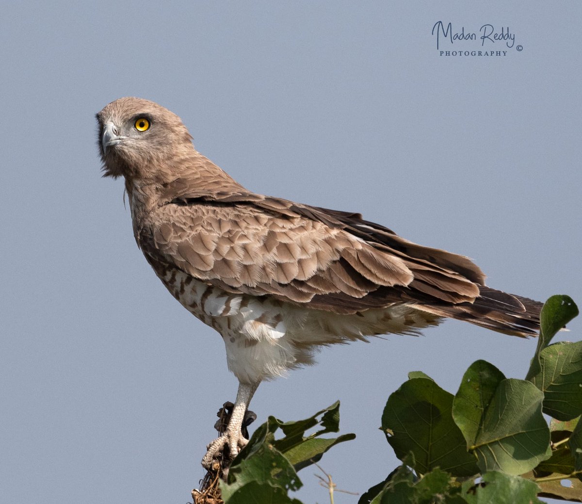 AmrabadTiger's tweet photo. Short-toedSnakeEagle,seen around forestedge,plateaus,scrubs Jungles.Hover in mid-air,large head,5foot wingspan,ability to tackle snakes as long as 6feet. A great bird of prey! @Kawal_TR @vikas_meena_ifs @SVSifs @ParveenKaswan @pargaien @rohithgopidi @PraveenIFShere @WildTelangana https://t.co/P0ktaDK5VS