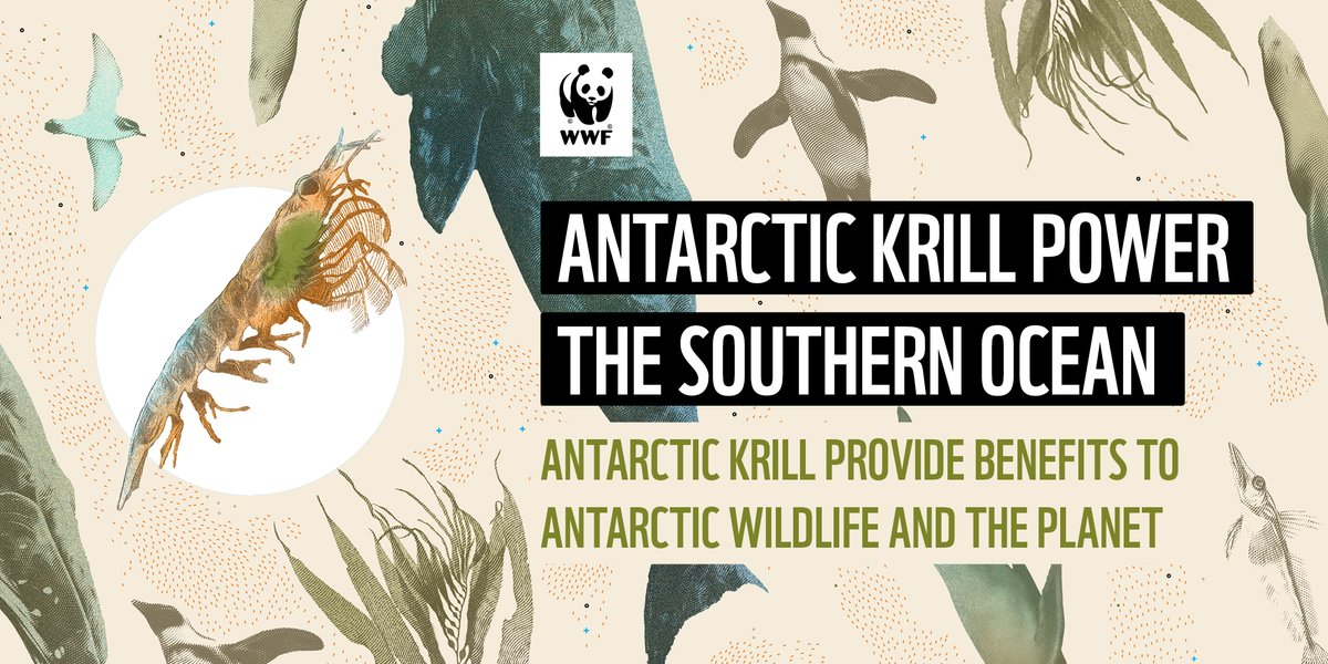 WWF_Antarctica's tweet photo. Our new report - Antarctic krill: Powerhouse of the Southern Ocean - highlights the critical role #krill play in the #SouthernOcean and global #carbon cycle. Now more than ever, #CCAMLR must protect krill #Antarctica #BlueCarbon #Climate

👉Read more: https://t.co/8WSxaiVmus https://t.co/R4LOXU95jN