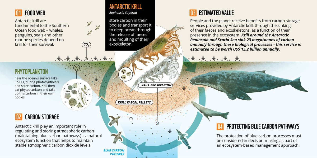 WWF_Antarctica's tweet photo. Our new report - Antarctic krill: Powerhouse of the Southern Ocean - highlights the critical role #krill play in the #SouthernOcean and global #carbon cycle. Now more than ever, #CCAMLR must protect krill #Antarctica #BlueCarbon #Climate

👉Read more: https://t.co/8WSxaiVmus https://t.co/R4LOXU95jN