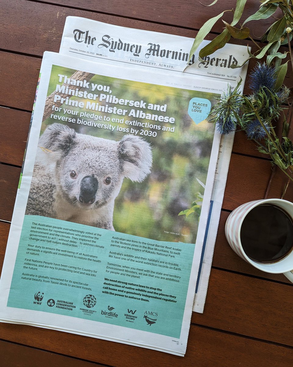 Our ad in the <a href="/smh/">The Sydney Morning Herald</a> today. Thank you <a href="/AlboMP/">Anthony Albanese</a> &amp; <a href="/tanya_plibersek/">Tanya Plibersek</a> for committing to end species extinctions in Australia. When you meet with Env Ministers tomorrow we ask that you are similarly ambitious and agree to strengthen our nature laws which includes an independent EPA