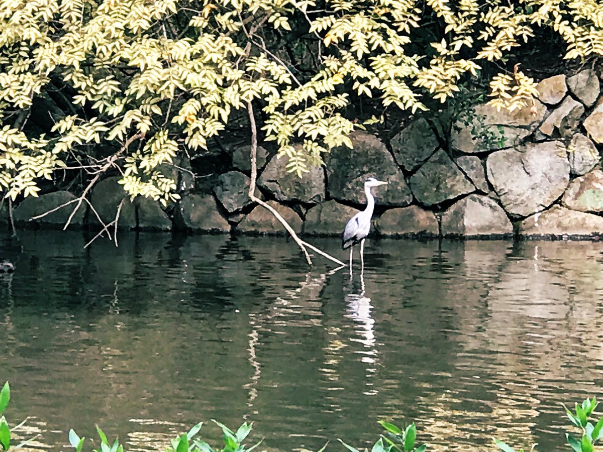 Letitbe0808Love's tweet photo. #秋　#野鳥　

日に日に秋も深まる感じ〜

#スーパーの焼き芋🍠
に手を伸ばす🫲頻度が増えてまーす(^.^)♡ https://t.co/i87ZYm0Lwe