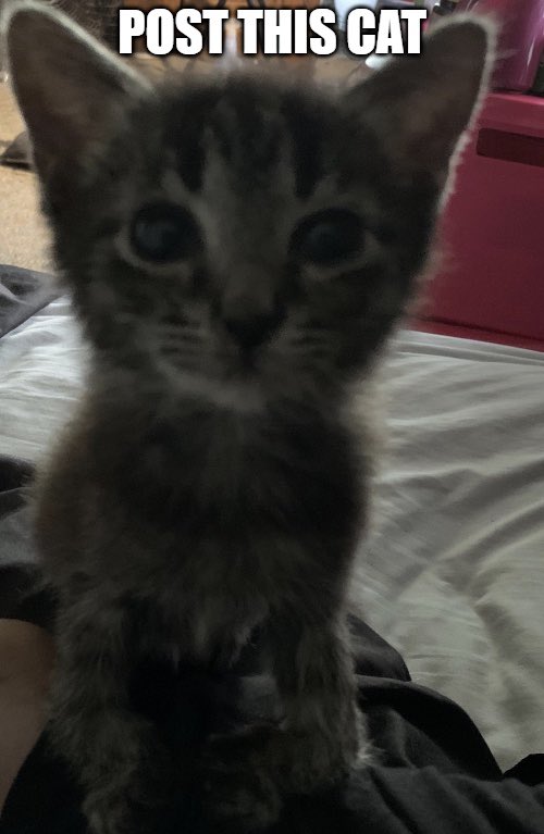stitchtheruler's tweet photo. i kept seeing this account on my twitter accounts tab, made me a bit sad. i wanted to say that stitch passed away not long ago. it’s taking me awhile to get over. he was one of the strongest, sweetest, coolest cats ever. here’s my fav pics of him. love you stitch! 🖤🤘🏾i miss you. https://t.co/gogmEoDgIF