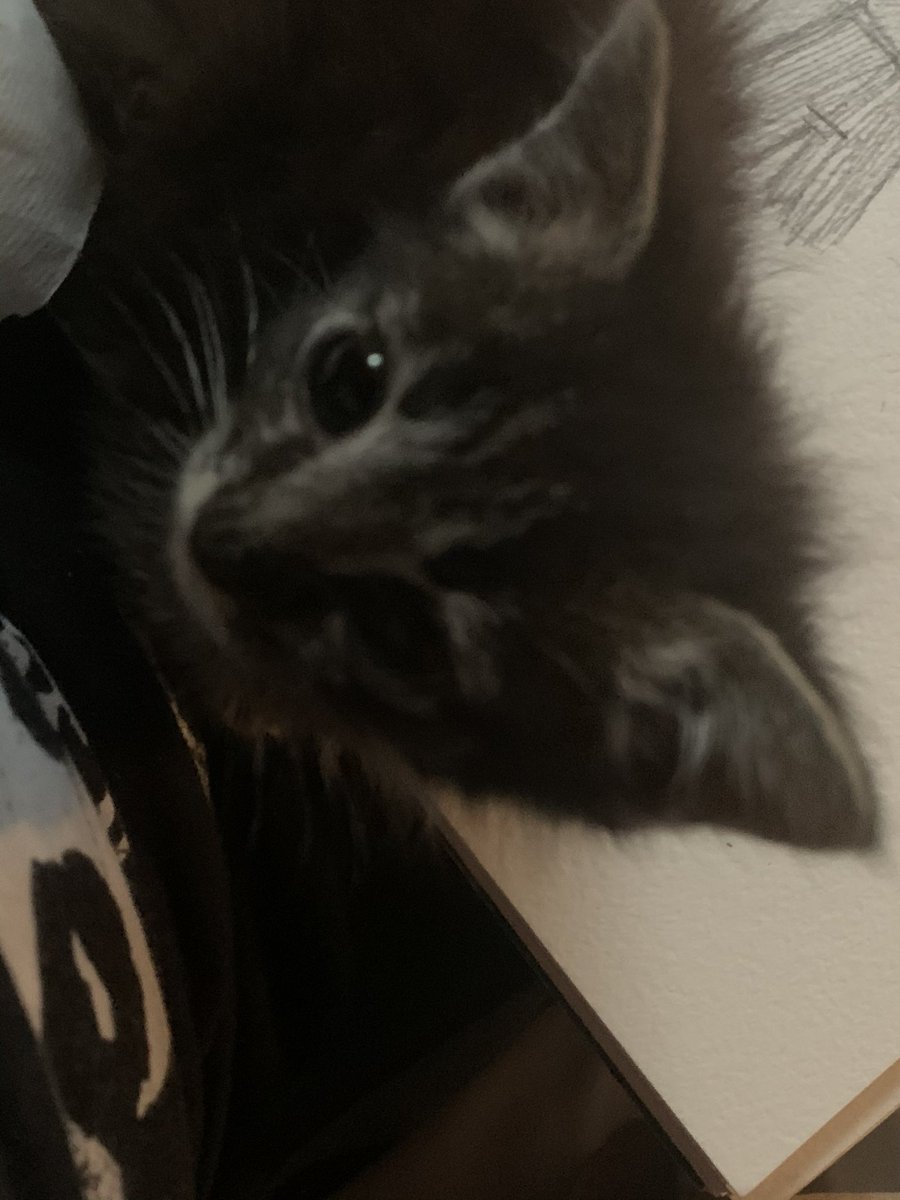stitchtheruler's tweet photo. i kept seeing this account on my twitter accounts tab, made me a bit sad. i wanted to say that stitch passed away not long ago. it’s taking me awhile to get over. he was one of the strongest, sweetest, coolest cats ever. here’s my fav pics of him. love you stitch! 🖤🤘🏾i miss you. https://t.co/gogmEoDgIF