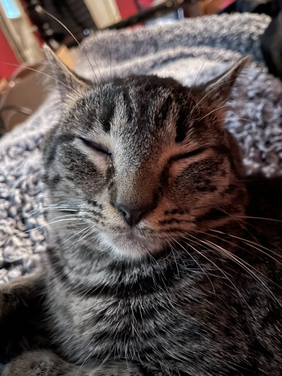 stitchtheruler's tweet photo. i kept seeing this account on my twitter accounts tab, made me a bit sad. i wanted to say that stitch passed away not long ago. it’s taking me awhile to get over. he was one of the strongest, sweetest, coolest cats ever. here’s my fav pics of him. love you stitch! 🖤🤘🏾i miss you. https://t.co/gogmEoDgIF