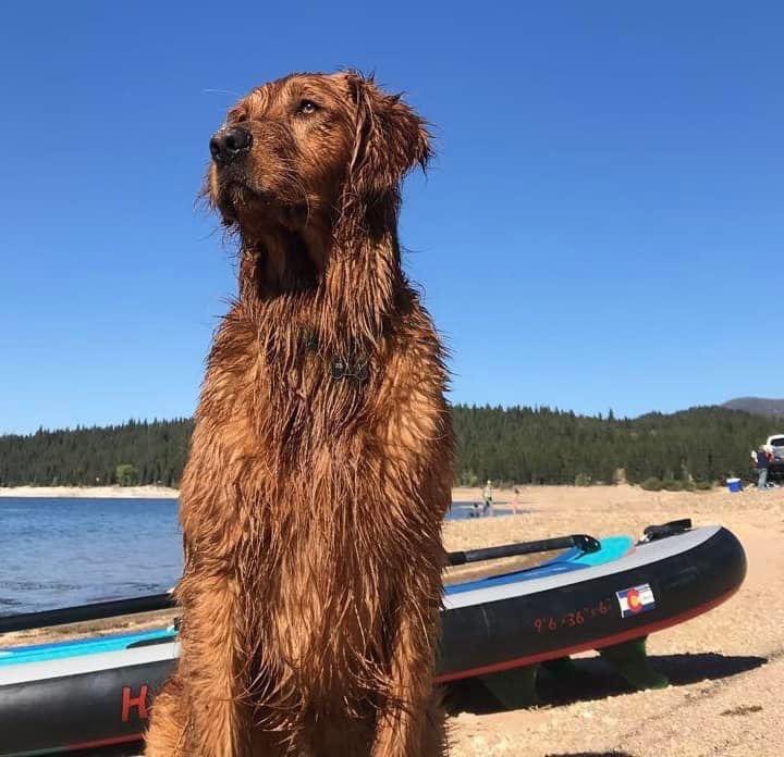 justice4stanley's tweet photo. ADA COUNTY IS UPDATING THE ANIMAL CONTROL ORDINANCES!!! 🙌 Speak up take the survey on link below:

https://t.co/1Nmwlpqk1t

“Animals have no voice. They can’t ask for help. They can’t ask for freedom. They can’t ask for protection. Humanity must be their voice.” A.D. Williams https://t.co/FmHy3XgqRU