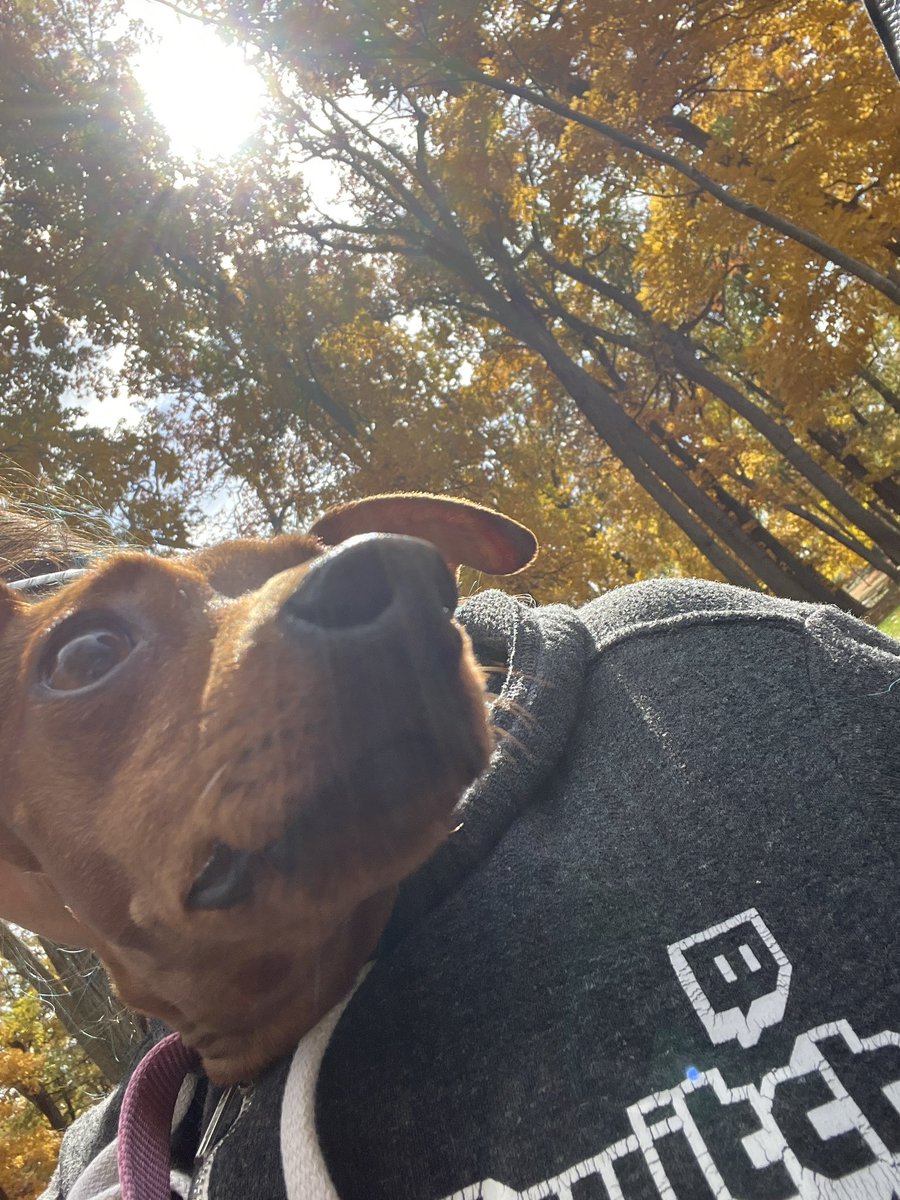 Chaera86's tweet photo. @FrankthePegasus My pup is named Sylvanas but we call her silly dog https://t.co/REZb5z4JBU