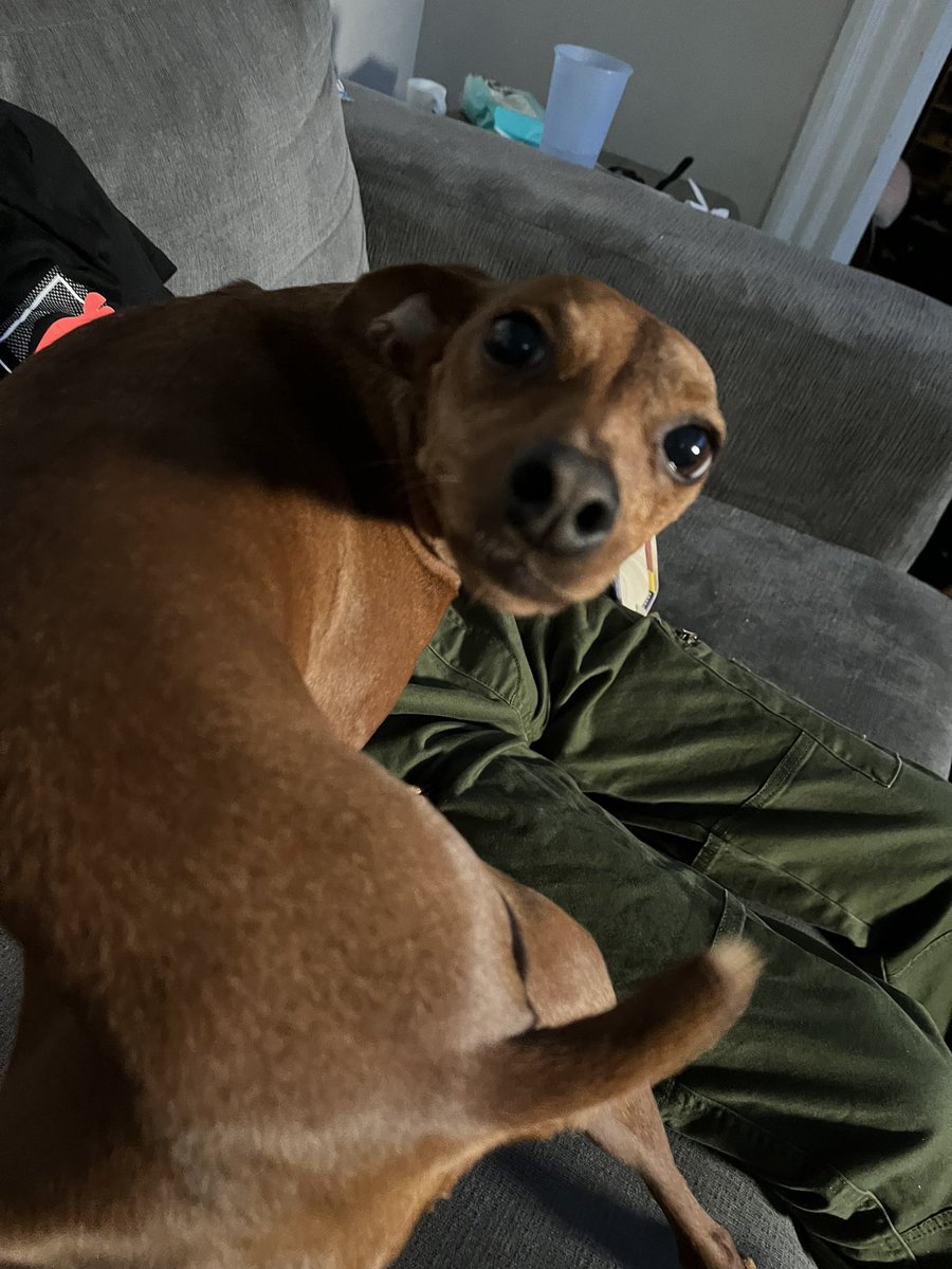 Chaera86's tweet photo. @FrankthePegasus My pup is named Sylvanas but we call her silly dog https://t.co/REZb5z4JBU