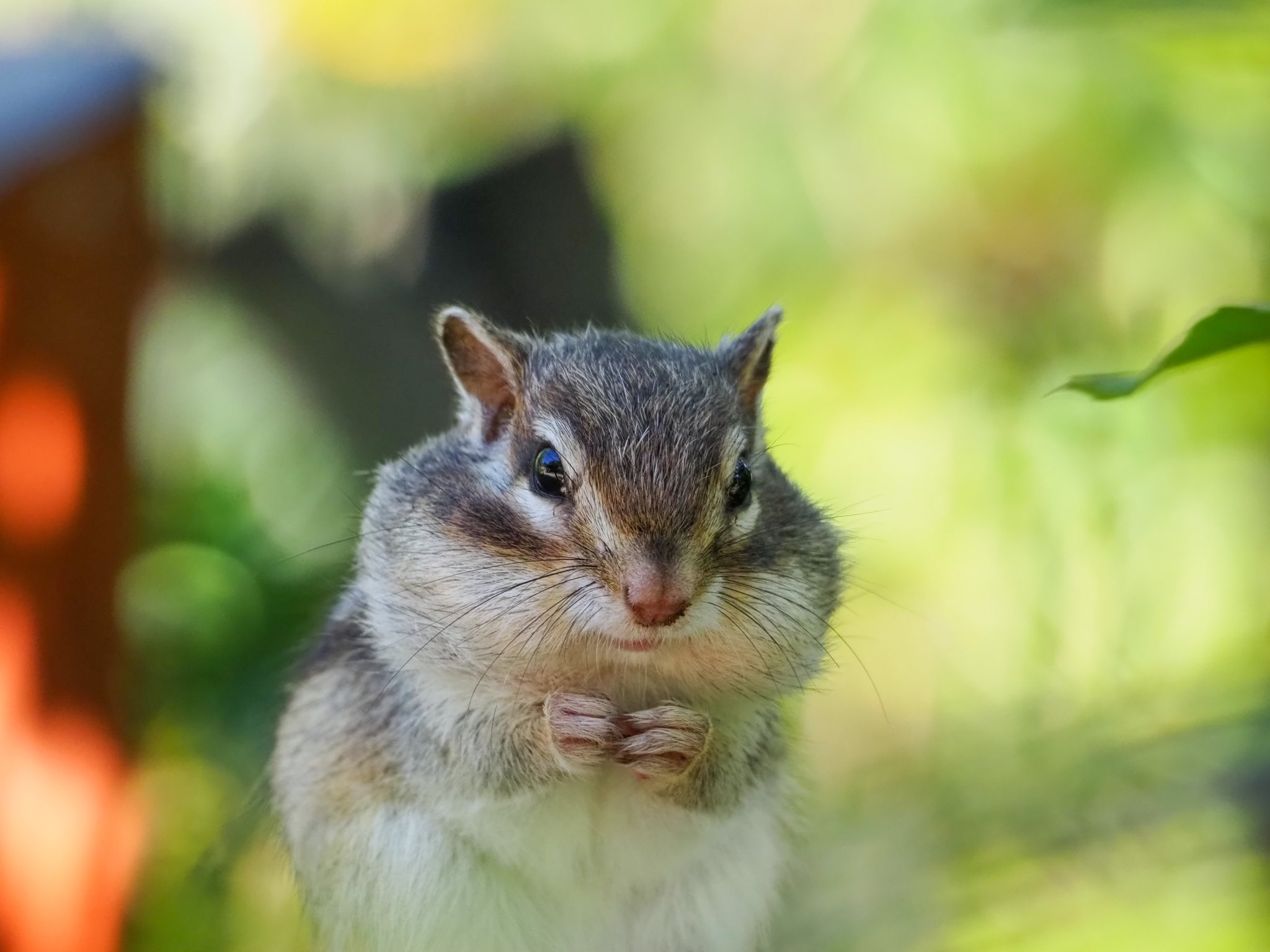 シマリー Twitter Search Twitter