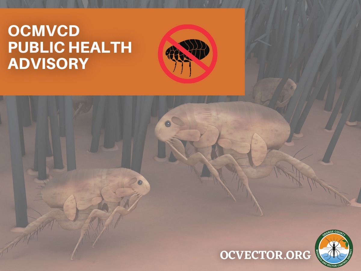 CityGardenGrove's tweet photo. ‼️ @OCVector has detected a fifth human case of flea-borne typhus in #GardenGrove. The key to preventing this disease is to prevent humans from coming into contact with fleas.

Learn more at https://t.co/6nyJjrLVr1 or https://t.co/gEDVk7BBYB.   

#GG1956 #StaySafeGG #fleaborne https://t.co/sDFVgVIVkD