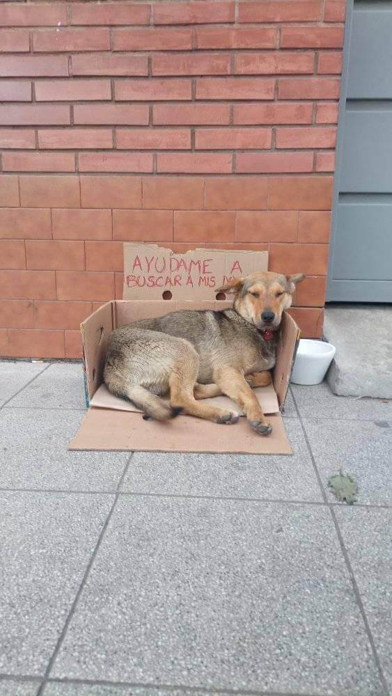 mebolcomba's tweet photo. Por favor si alguien lo puede resguardar hasta que aparezcan los dueños😭
Está anunciado lluvia y no se merece estar en la calle.
Es super buenito y cariñoso. Se nota que tiene familia. 
Está en Av. Triunvirato 7252. Villa bosch. 
Remiseria Independencia🙏 https://t.co/zXzmD3JRFA