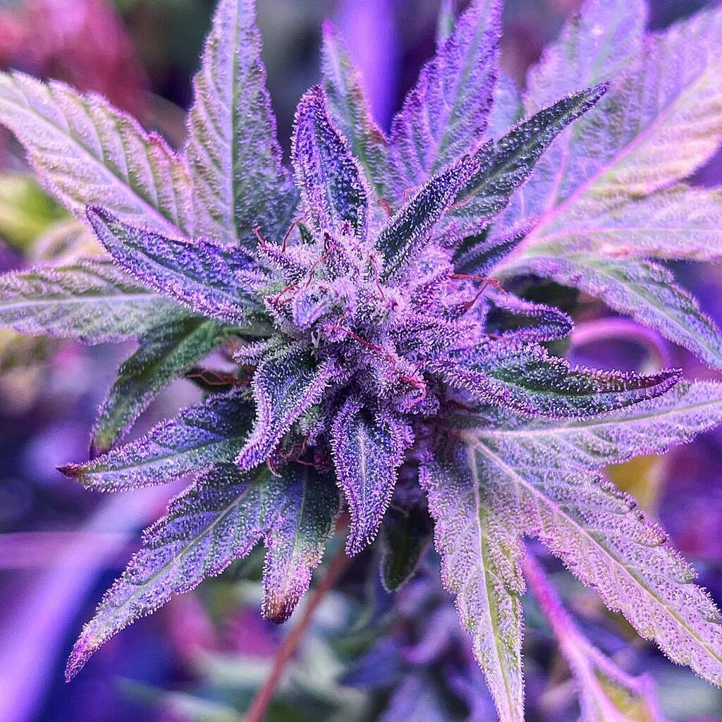 GloriousGenetic's tweet photo. Older pic of Alien Berry F4. Harvested a few different females a while back. Just popped some of resulting F5s last night 👽 🍓 #alienberry #cannabis #weedpics #trichomes #purps #gloriousgenetics #weirdweed #cannabismutants #ducksfoot #duckweb #frisianduck https://t.co/zOAUoB5Fa9 https://t.co/pLCA1SrTs8