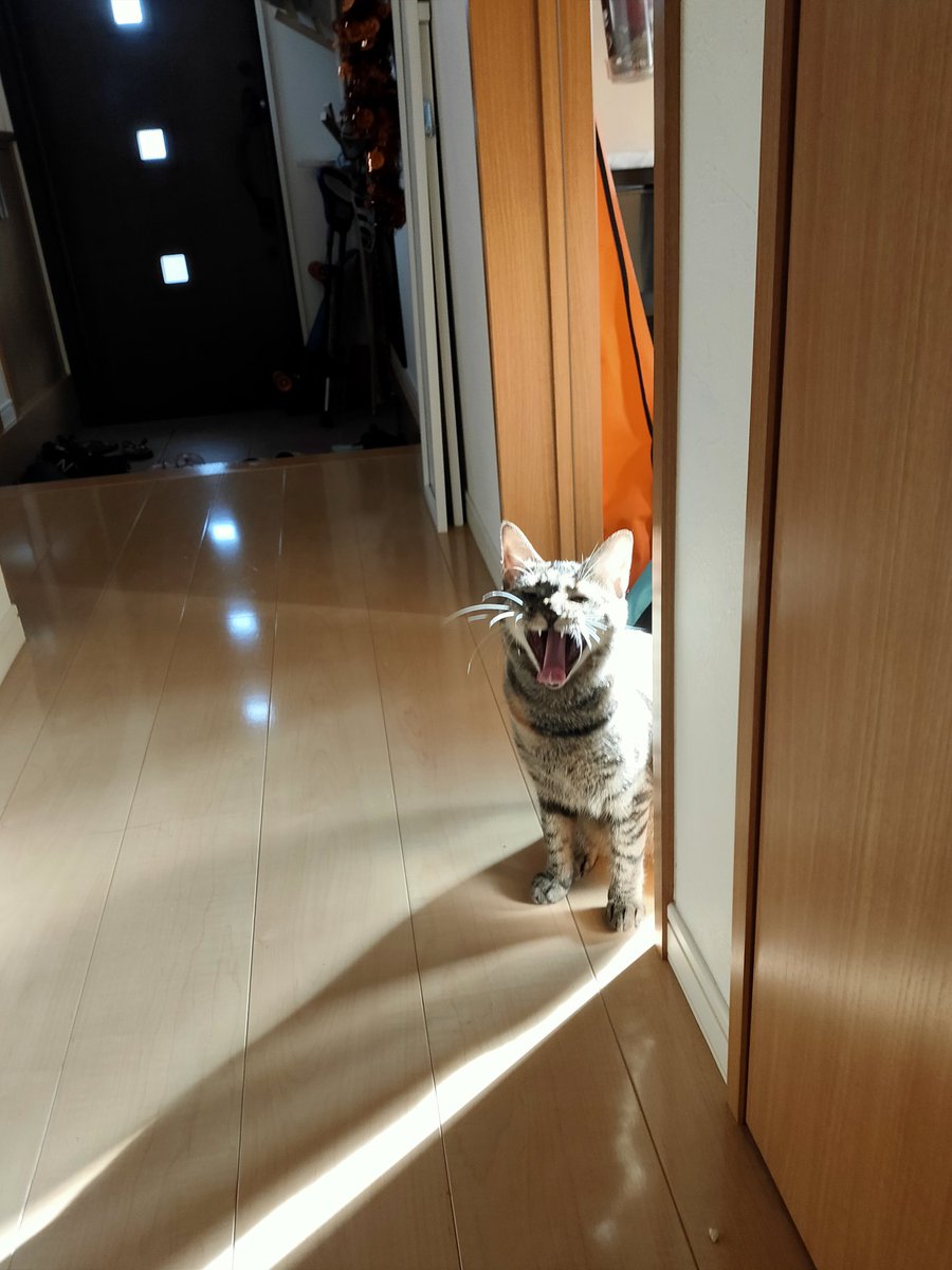 xitlakia's tweet photo. おはよ〜🐈
#猫好き 
#猫の居る暮らし 
#おはよう https://t.co/MLso7lMJjk