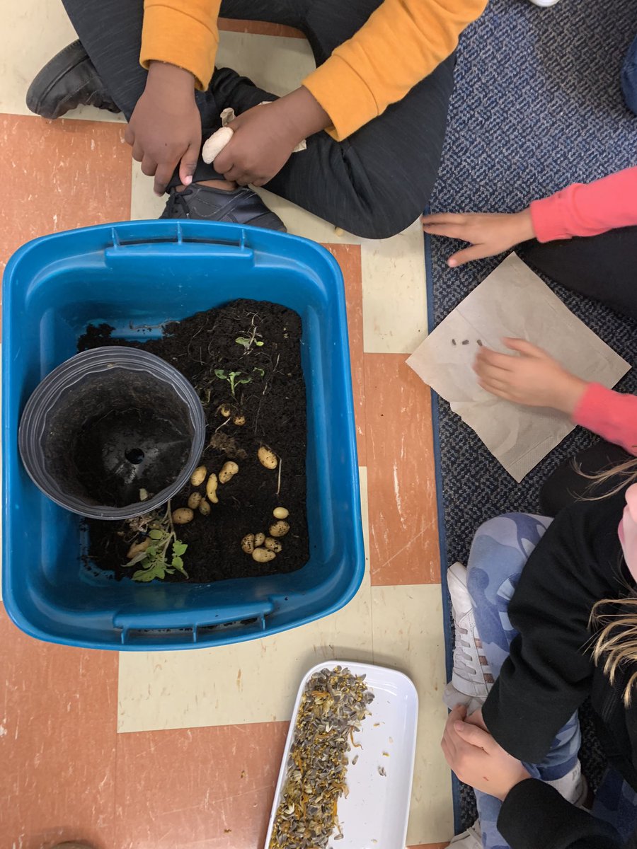 Erin2010s's tweet photo. Sometimes you prep materials months in advance. Like how I grew this potato plant all summer so students could learn about what grows under soil. #grade3science https://t.co/dNMs4d1WLu