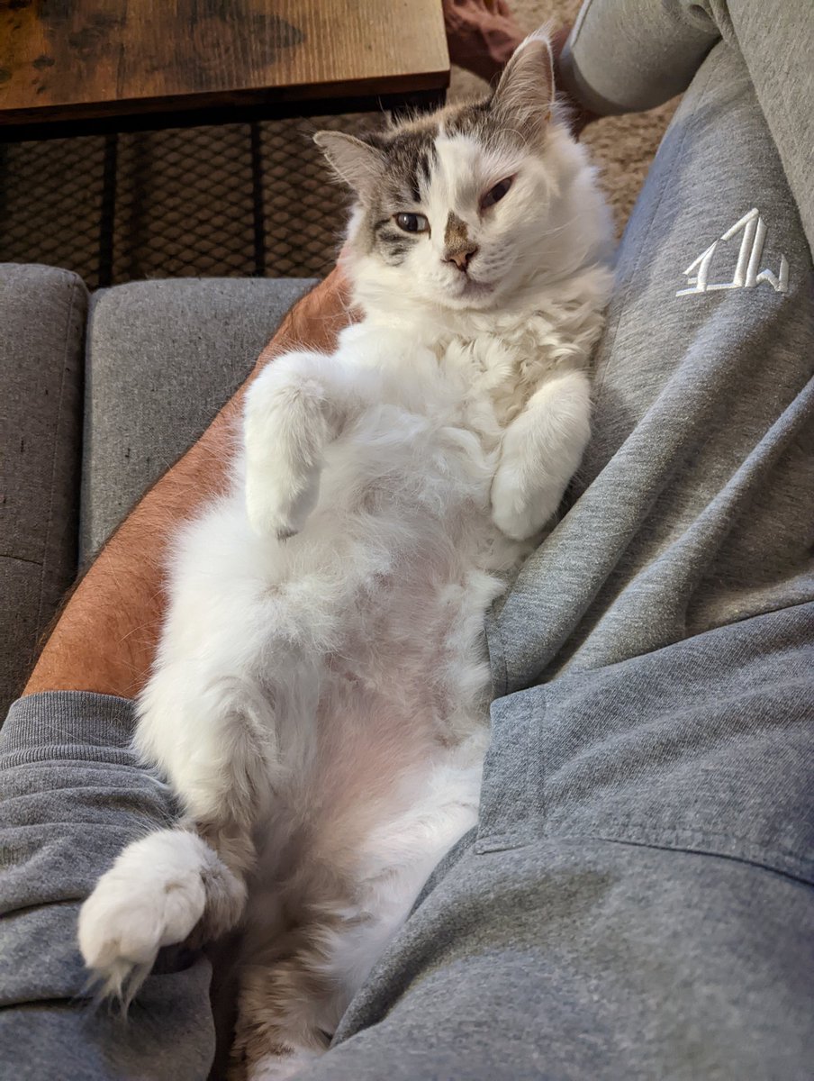 ciesla_lukasz's tweet photo. After a hard day's work...
#cat #kittycat #relaxedcat #HumpDayMotivation https://t.co/r8EgzMaP2l