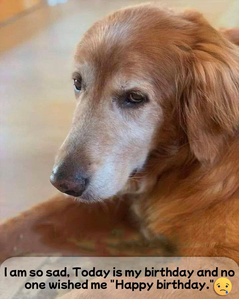 The Dalbo Dog tweet media