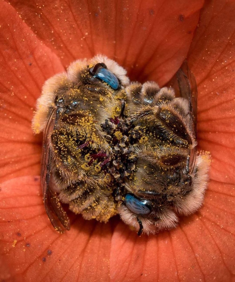 Can napping get any more idyllic???

I just discovered this <a href="/JMNeelyPhoto/">Joe Neely</a> of two globe mallow bees (Diadasia diminuta) sleeping in a globe mallow flower, and I’m smitten.