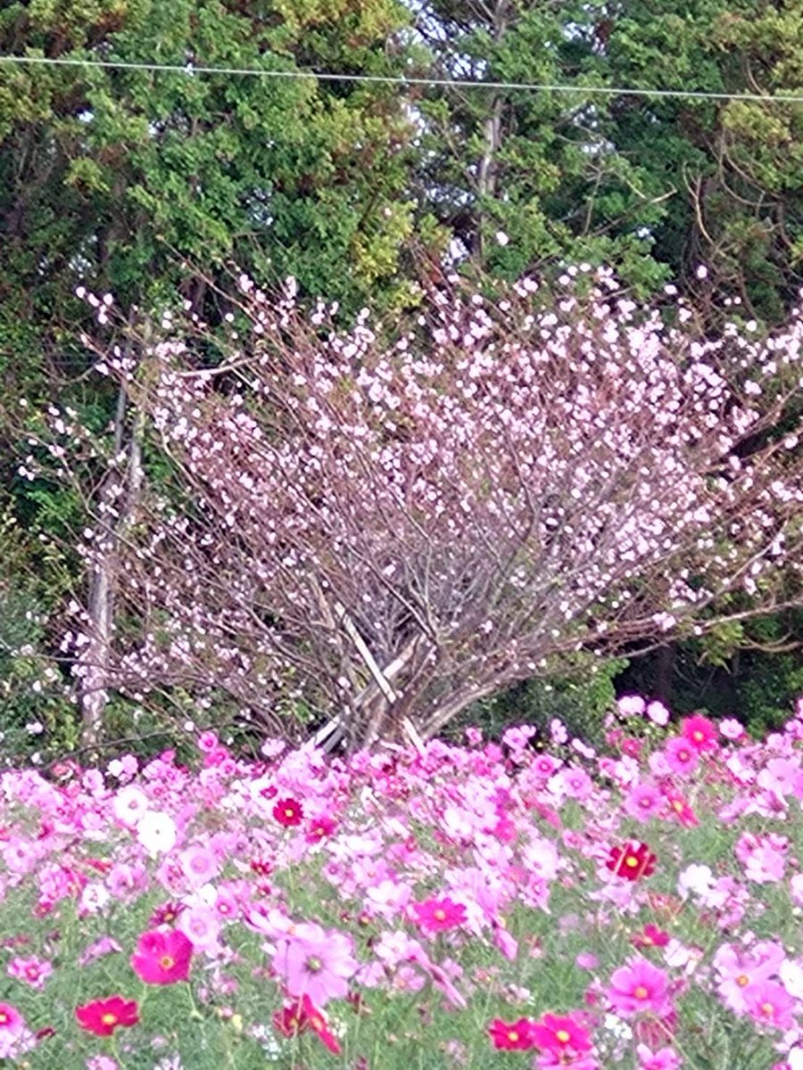 maxmamii's tweet photo. @ntv_sukkiri今日のは放送をみていたら桜の話題！！ 長崎県壱岐市でも先々週から桜さいています。
#長崎県壱岐市
#壱岐島 https://t.co/u2gXB3JKMS