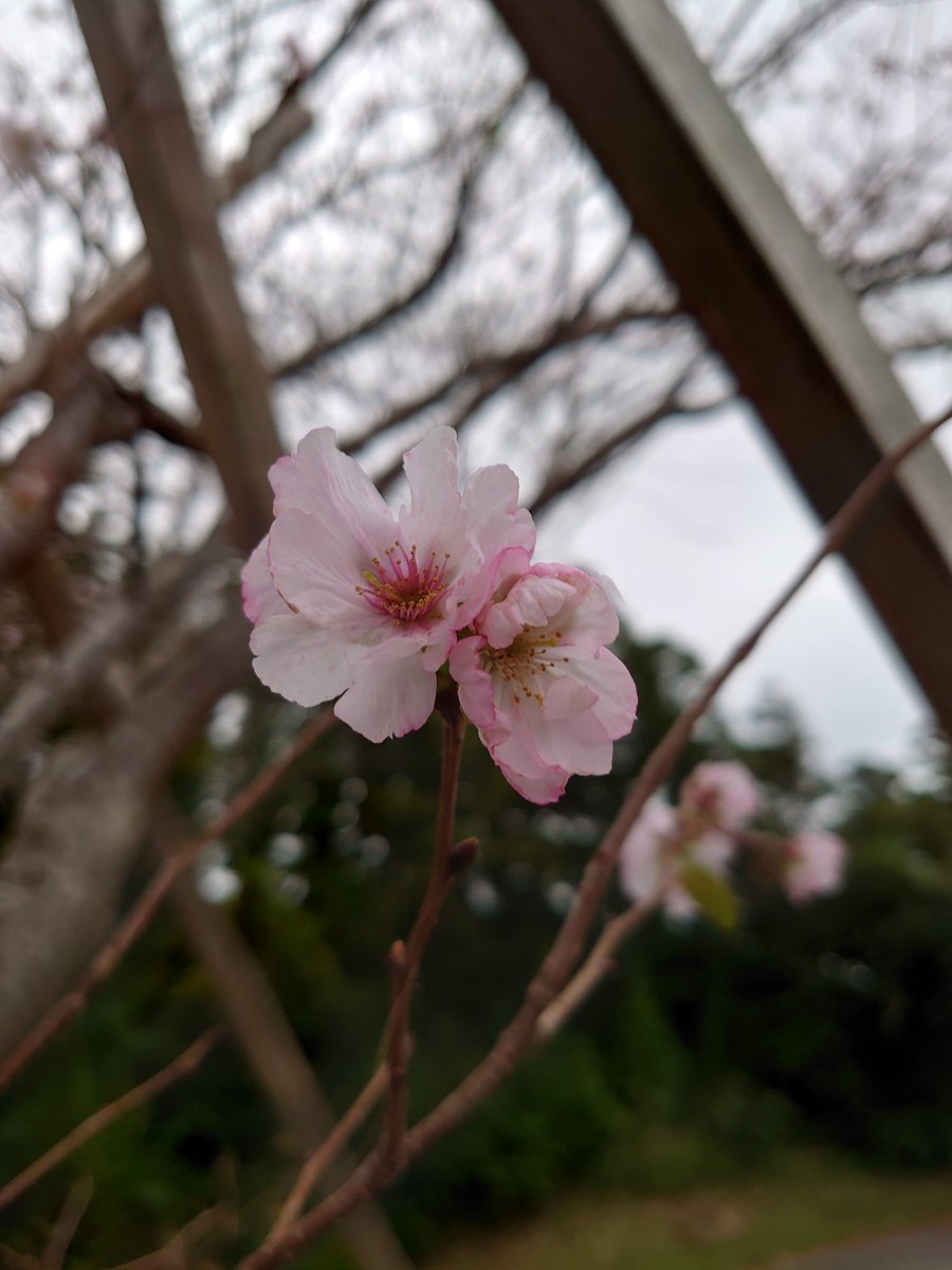 maxmamii's tweet photo. @ntv_sukkiri今日のは放送をみていたら桜の話題！！ 長崎県壱岐市でも先々週から桜さいています。
#長崎県壱岐市
#壱岐島 https://t.co/u2gXB3JKMS