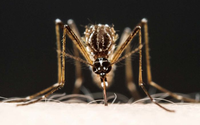 Secreto revelado: los ácidos grasos de la piel crean “perfume embriagante” que atrae a los mosquitos
ow.ly/2I5F50Lg0gb