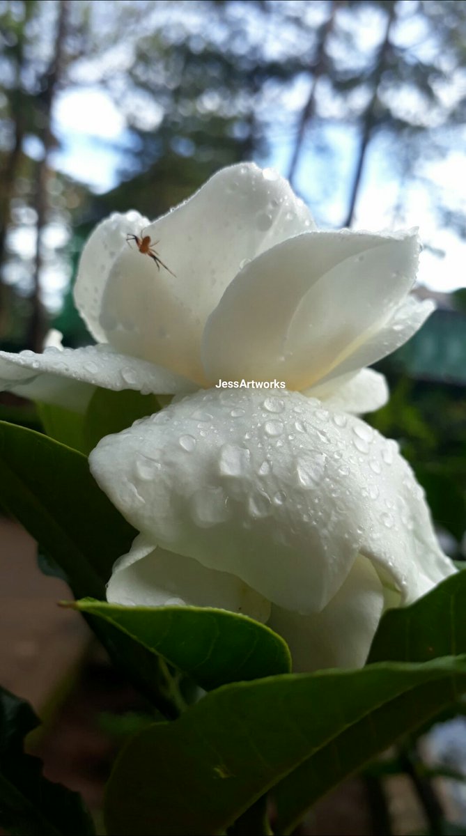 Swane47688833's tweet photo. Nature has its own unique way of showing its beauty #InsectThursday
#flowerphotography #photography
#raindrops #rosal #spider #smallCreature
#naturesbeauty #naturelover #giftofnature https://t.co/LIsWHzaQr1