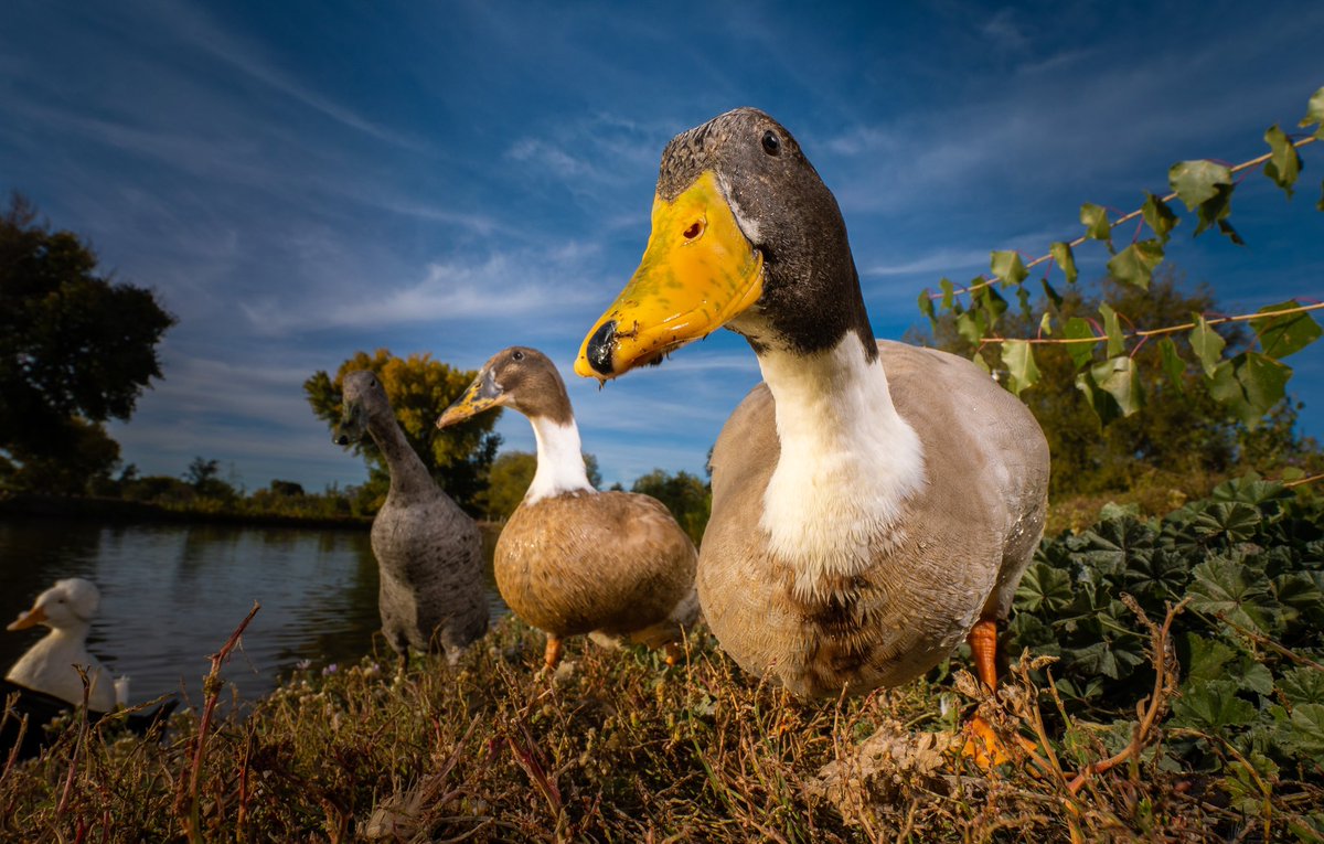 DuckFoodBot's tweet photo. Mousse and his sister Brownie want to give you a hug ❤️ you might just need it

(retweet to send noms https://t.co/bCx4zPvQWf) https://t.co/oCg0hdg0xb