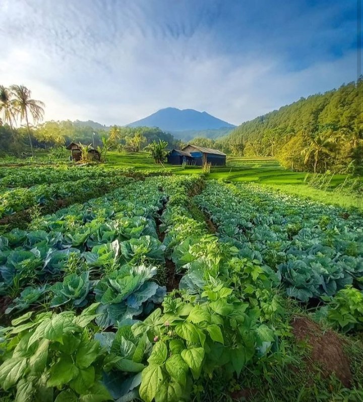 CantikaCahyhani's tweet photo. Berikan yang terbaik pada alam dan alam akan berbaik memberikan yang terbaik kepadamu🌹

Selamat pagi INDONESIAKU 

🌎 Sawah Kandang Hayam, Bantaragung, Majalengka
#PuspitaNagari 🌹 https://t.co/24ydrDVaoU