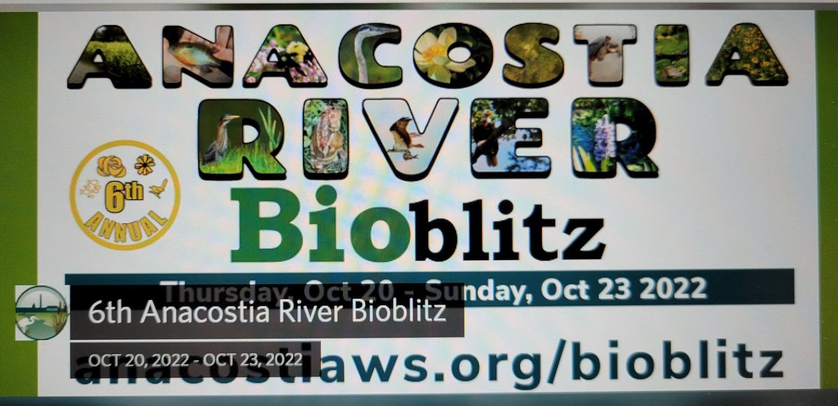 Less than 4 hours from now! The 6th Annual Anacostia River Bioblitz starts 🦋 Learn all about it here inaturalist.org/projects/6th-a… <a href="/anacostiaws/">Anacostia Watershed Society</a> <a href="/KenAqGardens/">Friends of Kenilworth Aquatic Gardens</a> <a href="/KingmanFriends/">Friends of Kingman & Heritage Islands</a> <a href="/KingmanPark/">Kingman Park Kaleidoscope</a>