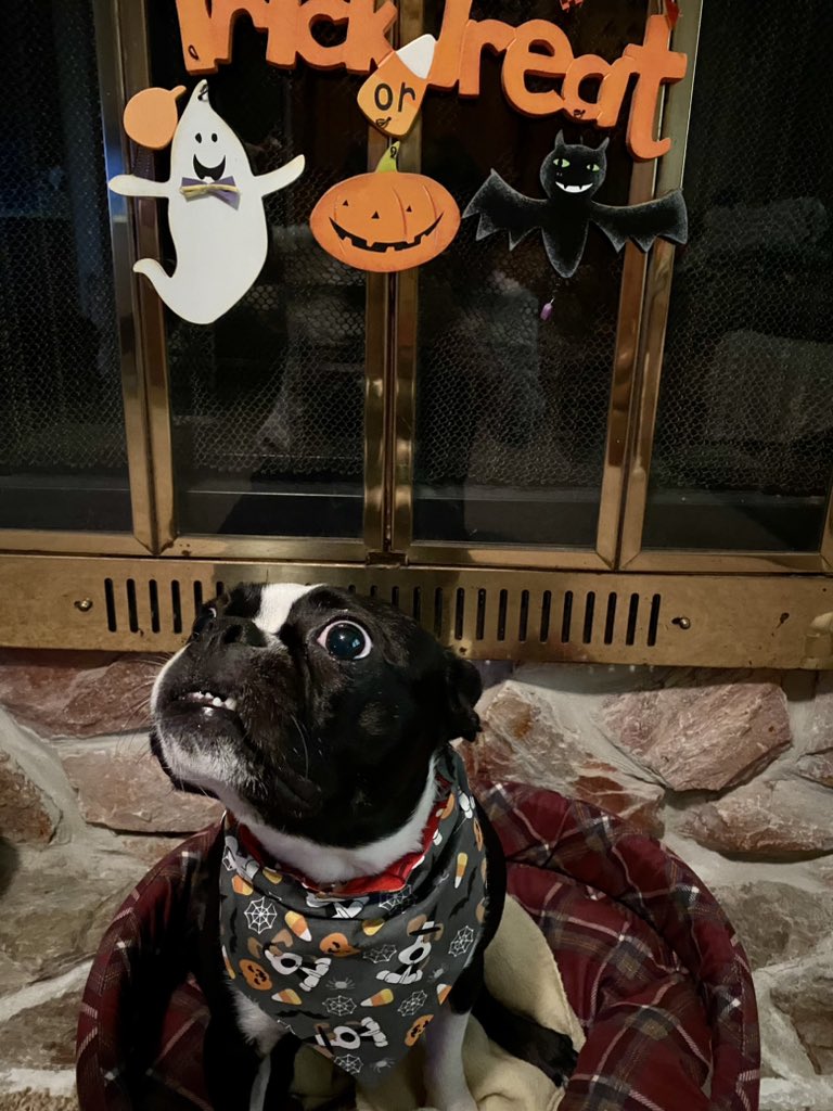 Emally5104's tweet image. Huge thank you to @CharliePawsUp for the wonderful Halloween bandana! Roscoe and Leiland loved it and are really feeling the spooky season spirit! #SpookyPups