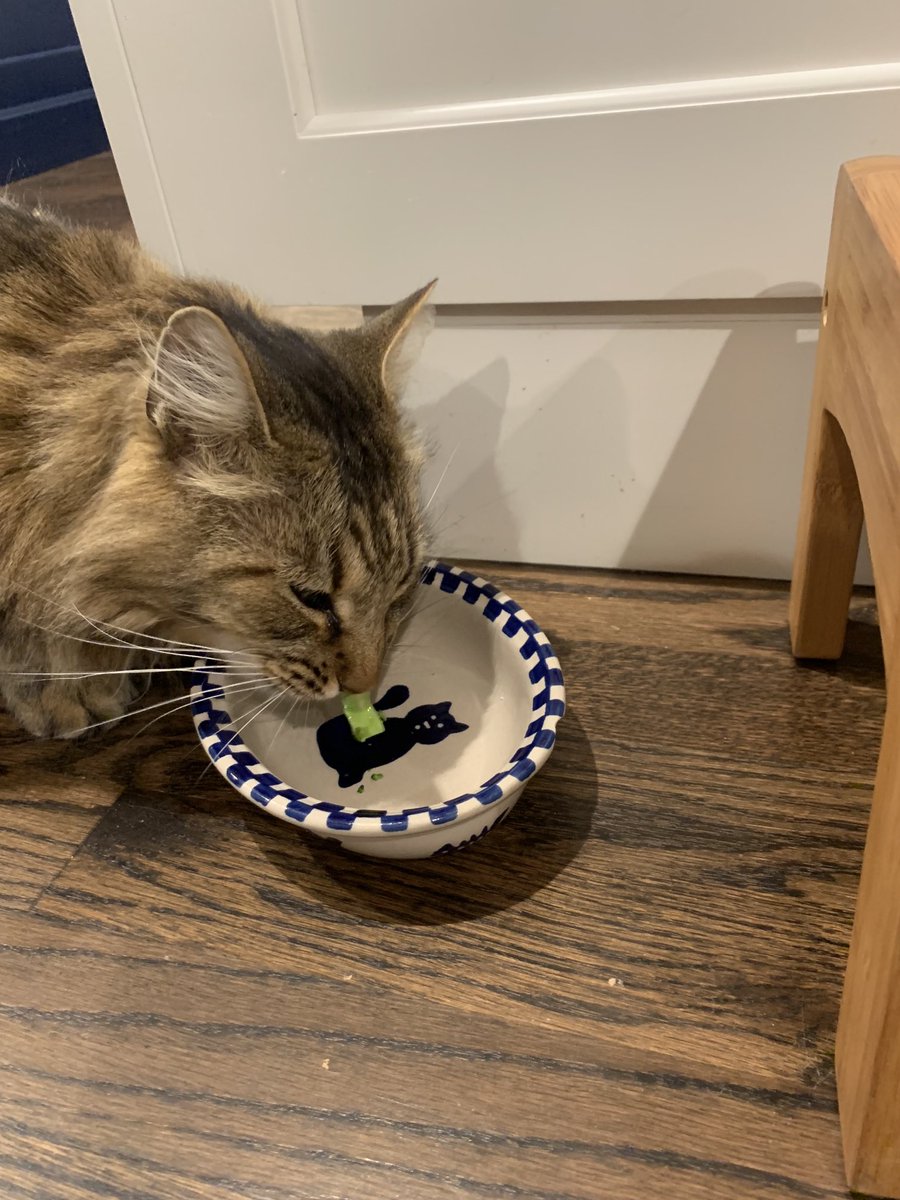 Joyofleading's tweet photo. Given a rare people food treat of broccoli and freshly roasted turkey, this guy always eats the broccoli first. #mainecoonrescue https://t.co/IZ40qiU8im