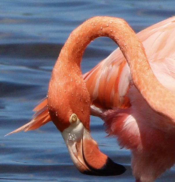 Did you know St. Marks National Wildlife Refuge is home to a flamingo? It’s believed Pinky got caught up in Hurricane Michael and ended up at the Refuge. He is a popular subject for wildlife photographers!