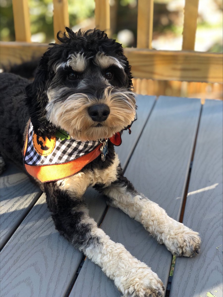 snapleash's tweet photo. Hey, boo-tiful. 😍

#snapleash #cutedog #dogsoftwitter #australianlabradoodle #halloween #spookydog #spooky #happyhalloween🎃 https://t.co/J4PxU1s7MP