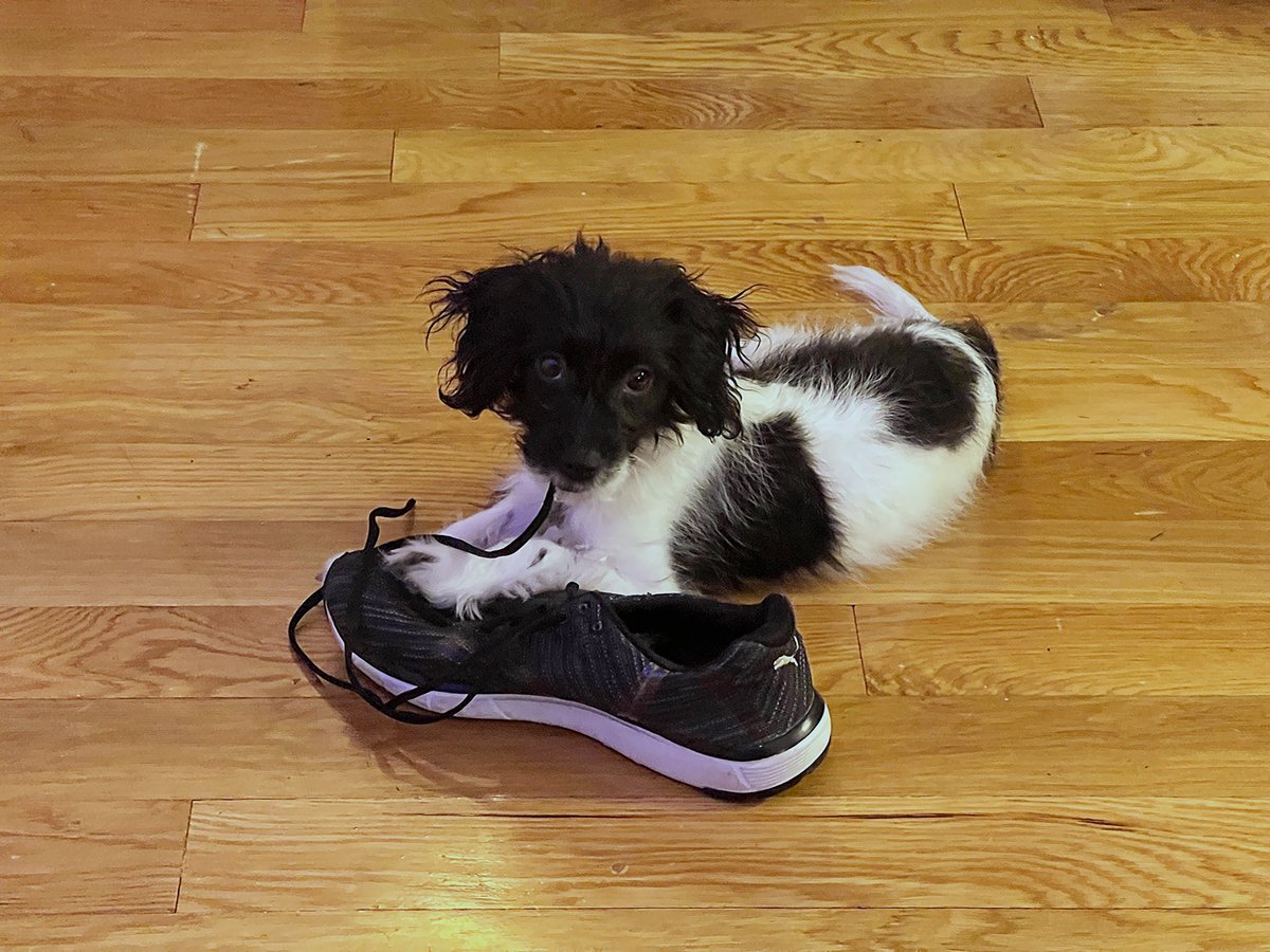 Yes… I get my spoiled baby his own shoes to play with 🤭 #paxton🐾
