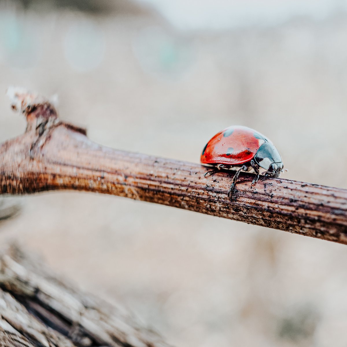 PredatorWines's tweet photo. Ladybugs (natural insect predators) consume crop-damaging aphids ensuring the health and vitality of our select vineyards.🐞 https://t.co/SiWcip3flv