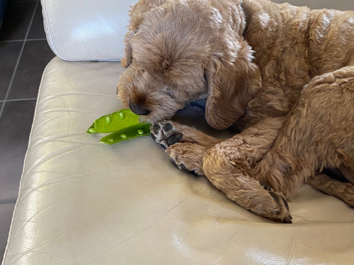 lyndalbox's tweet photo. It’s so much easier to learn and remember new things when we break them down into smaller chunks. It’s a lot more manageable too.

“Hi, I’m Hubert.
I like eating all the little bits, one piece at a time.”

#Learning #Geelong #LearningExperienceDesign https://t.co/VfPbrbqj6t