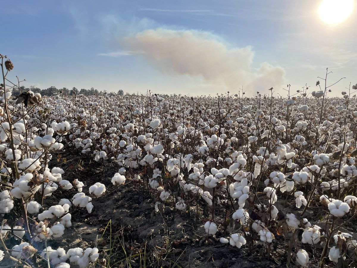 MalloryRahe's tweet photo. Enjoying my visit to SE Missouri- the cotton harvest (and rice, peanut, corn &amp; soy harvest) is underway! https://t.co/Vu4zOCm2GD