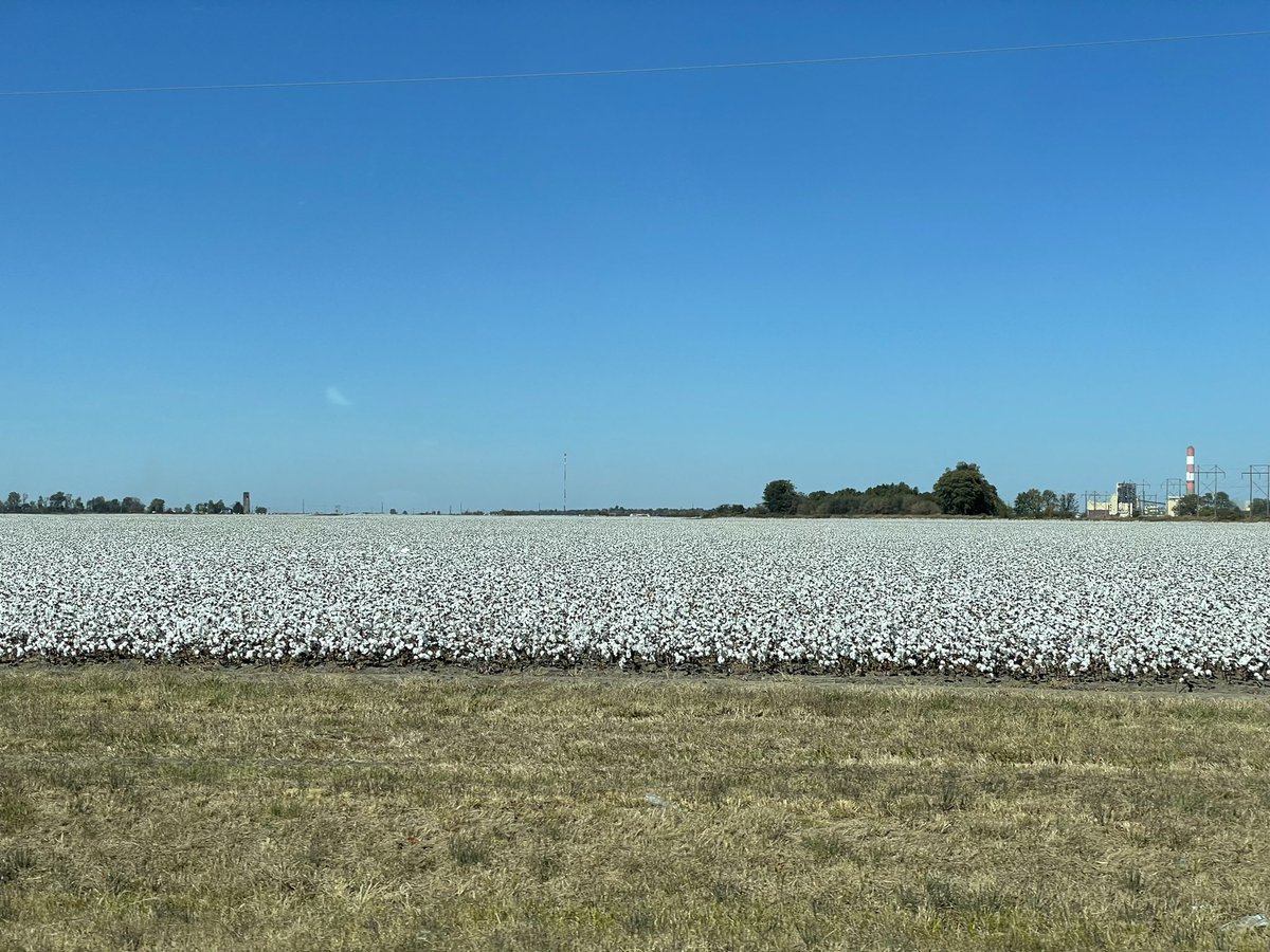 MalloryRahe's tweet photo. Enjoying my visit to SE Missouri- the cotton harvest (and rice, peanut, corn &amp; soy harvest) is underway! https://t.co/Vu4zOCm2GD