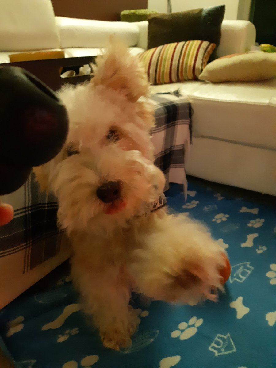 I'm Archer. High-5s for my favourite treat, sweet potato chew jammed into my kong! 👻👻🧸💘🐾 #dogsoftwitter