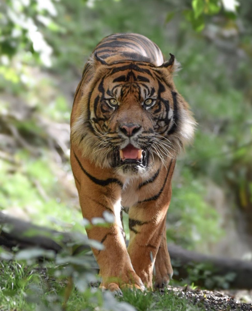 animalorbit's tweet photo. King of the Jungle! 🐅
Beautiful photo taken of a Sumatran Tiger. 
By: @Hayl_photography (insta)
#tiger #king #jungle #wildlife #photography https://t.co/4MUUjVZs4e
