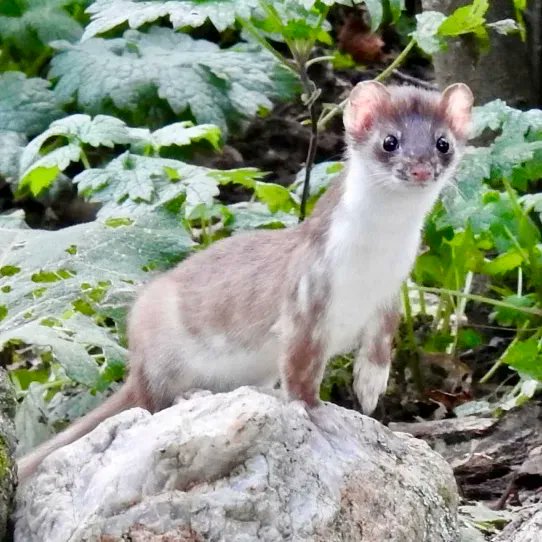 HappyPlaceGang's tweet photo. WEASEL TIME - Hi! Gotta go. I see a yummy Happy Place Red Squirrel. I’ll see you all again when the snow flies & my lovely white Winter fur coat has come in fully. Hey Red! Wait up it’s Me! #cuteanimal #wildlifewednesday #catchingupwitholdfriends
- Weasley the Short-tailed Weasel https://t.co/Vx3rLLRnXG