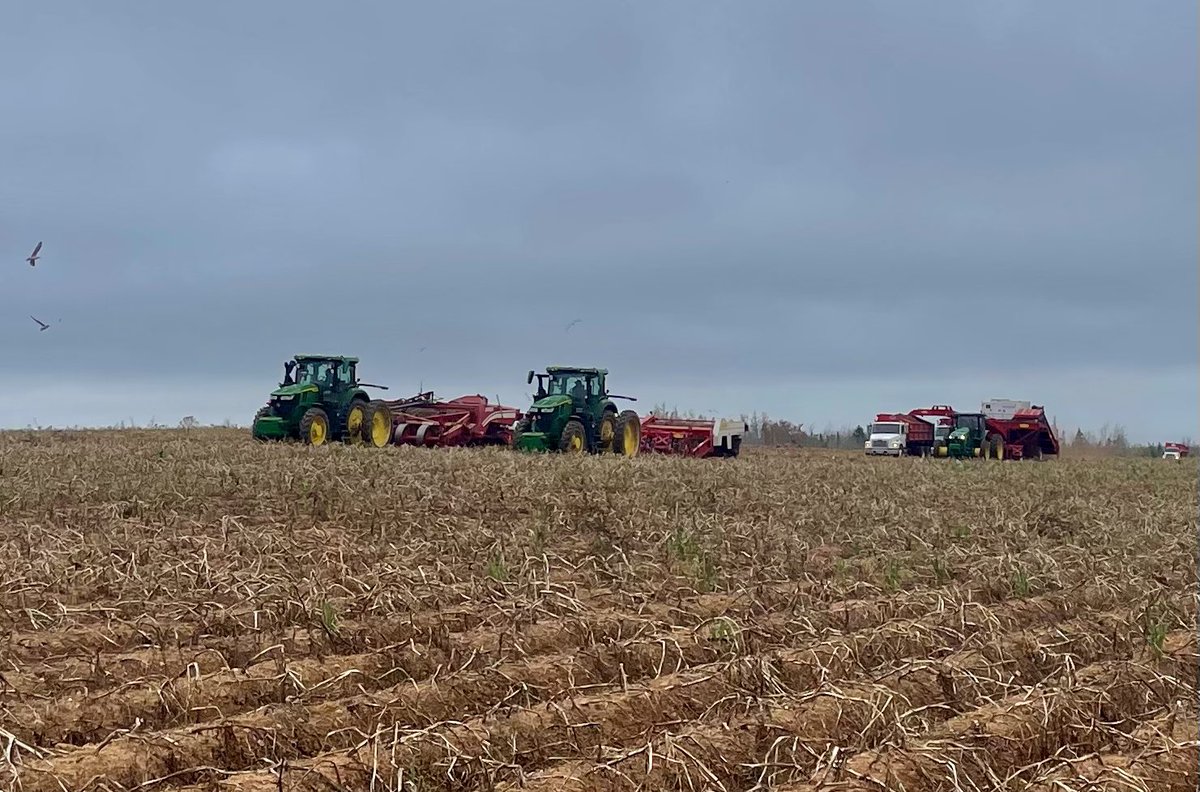 #harvest2022 is rolling along.  Each day we itch closer and closer to the finish line.  Thankful for a great crew and great harvest weather.  #Peipotatoes #johndeere #allan #spudnik