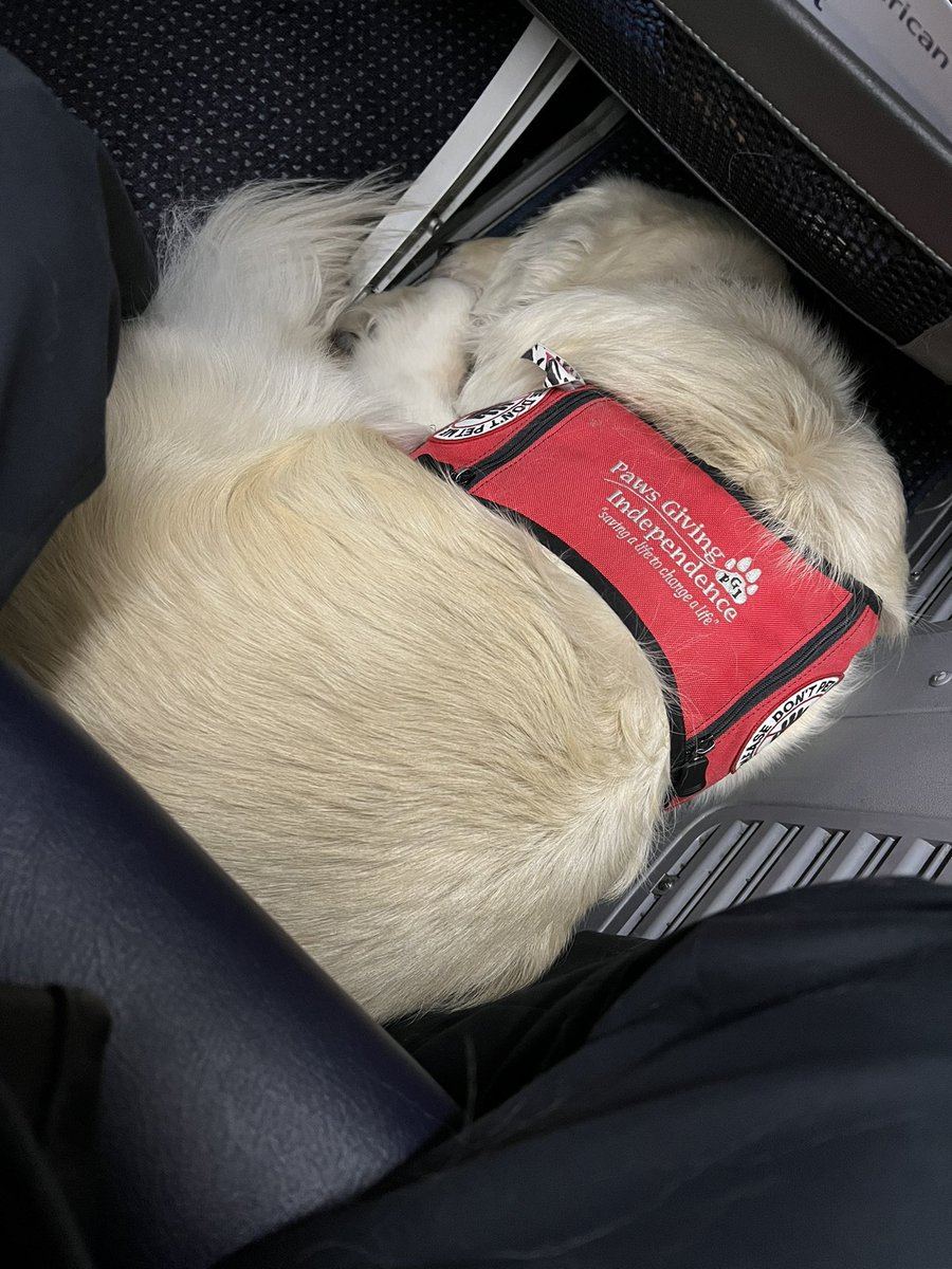 A service dog that is curled up tightly in a ball under a airline seat.