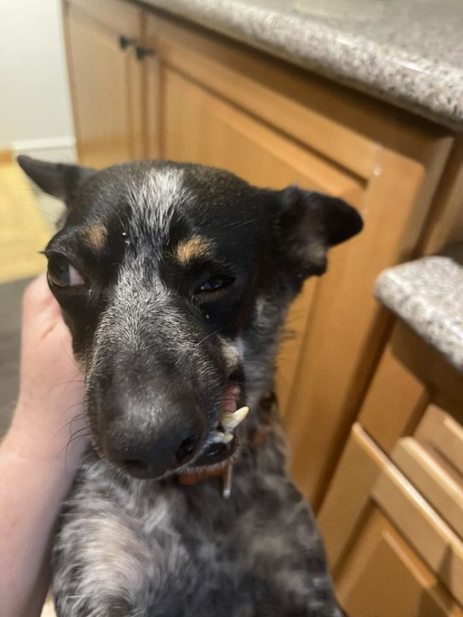 This is Cherish. She was rescued from a high-kill dog shelter, and she had suffered abuse and a broken jaw. Her loving family says she's the sweetest girl around, and they cherish every smile she shares with them. 14/10 <a href="/subaru_usa/">Subaru</a> #MakeADogsDay #ad