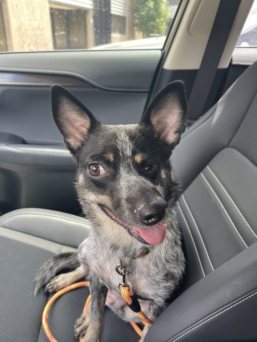 dog_rates's tweet photo. This is Cherish. She was rescued from a high-kill dog shelter, and she had suffered abuse and a broken jaw. Her loving family says she's the sweetest girl around, and they cherish every smile she shares with them. 14/10 @subaru_usa #MakeADogsDay #ad https://t.co/HeC0QTYLH7