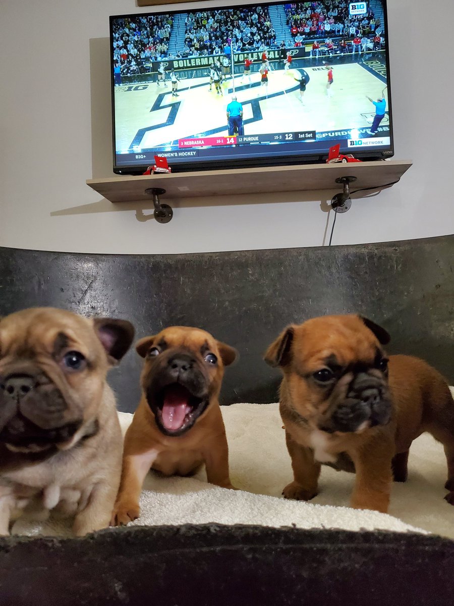 CurtBolte's tweet photo. Having a Dog Watch Party in this household 🤪.. Let's go Huskers. #B1GBLOCKPARTY #HUSKERS #GBR https://t.co/DhJT8lRUyb