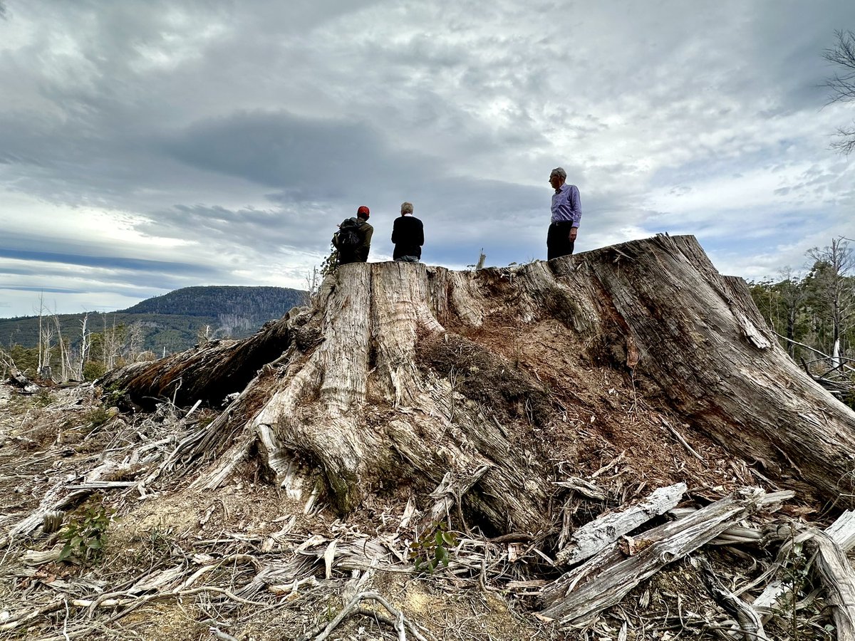 In 2022, why are we still chopping down giant old Tasmanian trees like this?

This tree wasn’t even used. It was just left on the forest floor. Bob Brown walking on top of this stump gives you an idea of how big and old this tree was.