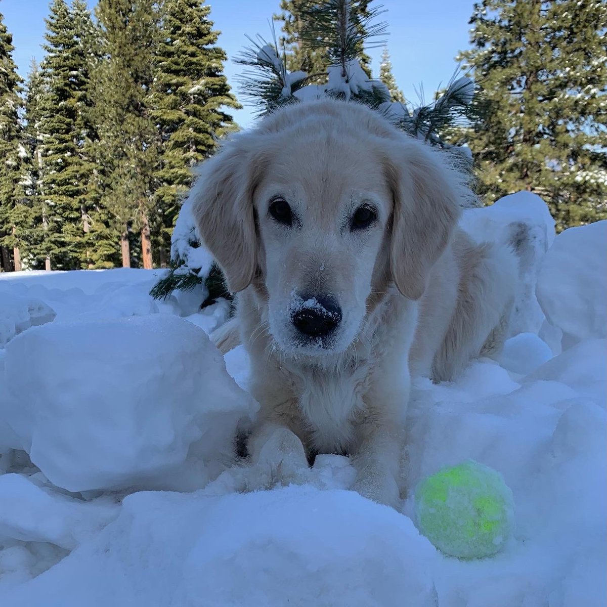 Captsully's tweet photo. We have said goodbye to our sweet Jolie. It was a shock to our family, &amp; we already miss her dearly.

We’d like to thank those in the #veterinary community who have graciously helped guide us through the tough end of life care for several of our animals these past two years. https://t.co/TYRAqpIrov