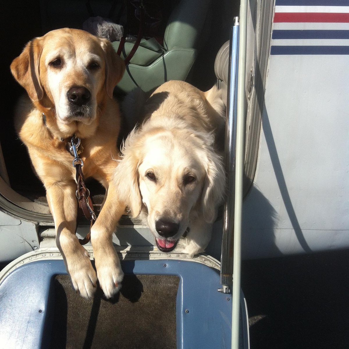 Captsully's tweet photo. We have said goodbye to our sweet Jolie. It was a shock to our family, &amp; we already miss her dearly.

We’d like to thank those in the #veterinary community who have graciously helped guide us through the tough end of life care for several of our animals these past two years. https://t.co/TYRAqpIrov